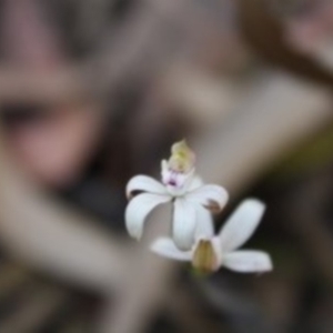 Caladenia moschata at Budawang, NSW - suppressed