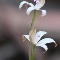 Caladenia moschata at Budawang, NSW - suppressed