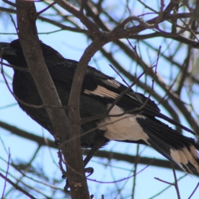 Strepera graculina (Pied Currawong) at Red Hill Nature Reserve - 22 Oct 2019 by kieranh