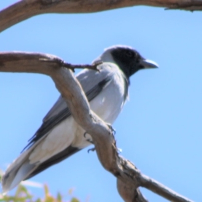 Coracina novaehollandiae (Black-faced Cuckooshrike) at Red Hill to Yarralumla Creek - 22 Oct 2019 by kieranh