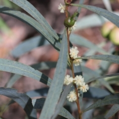 Acacia sp. (A Wattle) at Budawang, NSW - 26 Oct 2019 by kieranh