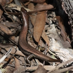 Eulamprus heatwolei at Budawang, NSW - 27 Oct 2019