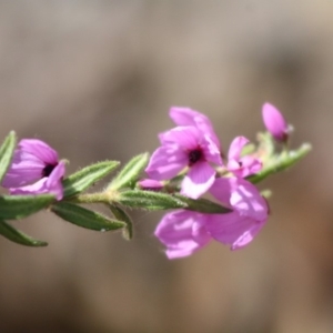 Tetratheca thymifolia at Budawang, NSW - 27 Oct 2019