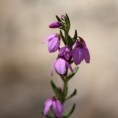 Tetratheca thymifolia at Budawang, NSW - 27 Oct 2019 04:57 PM