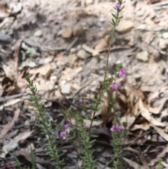 Tetratheca thymifolia at Budawang, NSW - 27 Oct 2019 04:57 PM