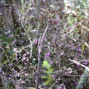 Tetratheca thymifolia at Budawang, NSW - 27 Oct 2019 04:57 PM