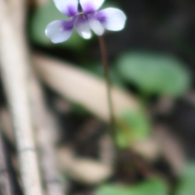 Viola hederacea (Ivy-leaved Violet) at Budawang, NSW - 27 Oct 2019 by LisaH