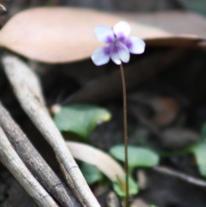 Viola hederacea at Budawang, NSW - 27 Oct 2019