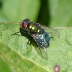 Chrysomya sp. (genus) (A green/blue blowfly) at Latham, ACT - 26 Oct 2019 by Christine
