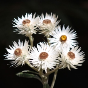 Coronidium elatum subsp. elatum at Budawang, NSW - 27 Oct 2019