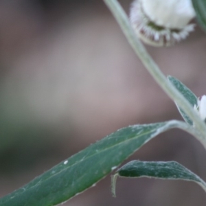 Coronidium elatum subsp. elatum at Budawang, NSW - 27 Oct 2019