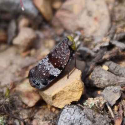 Platybrachys decemmacula (Green-faced gum hopper) at Budawang, NSW - 27 Oct 2019 by LisaH