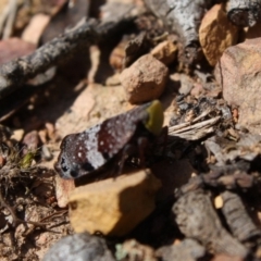 Platybrachys decemmacula at Budawang, NSW - 27 Oct 2019 01:51 PM