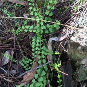 Asplenium flabellifolium at Canberra Central, ACT - 29 Mar 2014