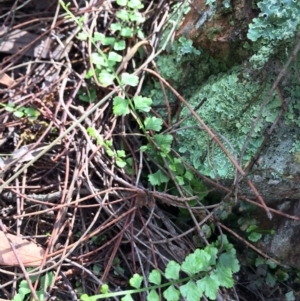 Asplenium flabellifolium at Canberra Central, ACT - 29 Mar 2014