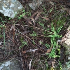 Asplenium flabellifolium at Canberra Central, ACT - 29 Mar 2014