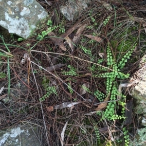 Asplenium flabellifolium at Canberra Central, ACT - 29 Mar 2014