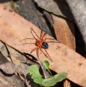 Nicodamidae (family) at Budawang, NSW - 27 Oct 2019