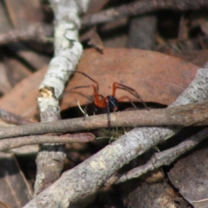 Nicodamidae (family) at Budawang, NSW - 27 Oct 2019 02:12 PM