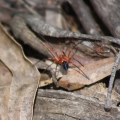 Nicodamidae (family) at Budawang, NSW - 27 Oct 2019