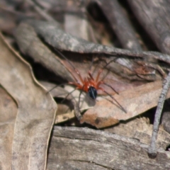 Nicodamidae (family) at Budawang, NSW - 27 Oct 2019 02:12 PM