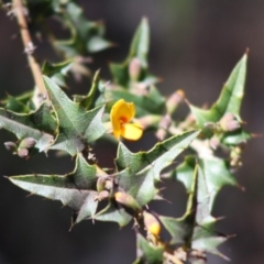 Podolobium ilicifolium (prickly shaggy-pea) at Budawang, NSW - 27 Oct 2019 by LisaH