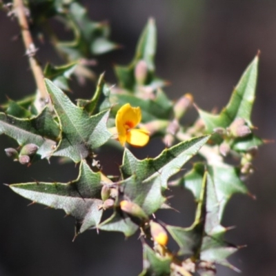 Podolobium ilicifolium (Prickly Shaggy-pea) at Budawang, NSW - 27 Oct 2019 by LisaH