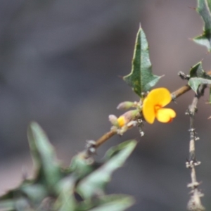 Podolobium ilicifolium at Budawang, NSW - 27 Oct 2019