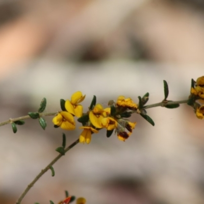 Aotus ericoides (common aotus) at Budawang, NSW - 27 Oct 2019 by LisaH