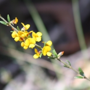 Aotus ericoides at Budawang, NSW - 27 Oct 2019