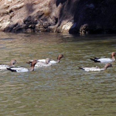 Chenonetta jubata (Australian Wood Duck) at Pine Island to Point Hut - 27 Oct 2019 by RodDeb