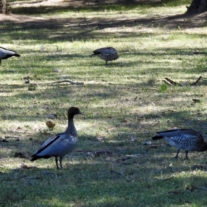 Chenonetta jubata at Greenway, ACT - 27 Oct 2019