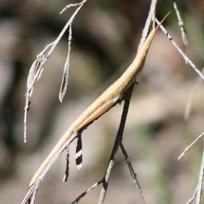 Psednura musgravei (Musgraves Psednura) at Budawang, NSW - 27 Oct 2019 by LisaH