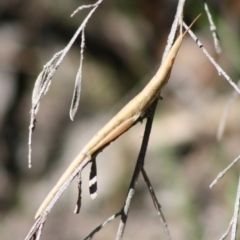 Psednura sp. (genus) (Psednura sedgehopper) at Budawang, NSW - 27 Oct 2019 by LisaH
