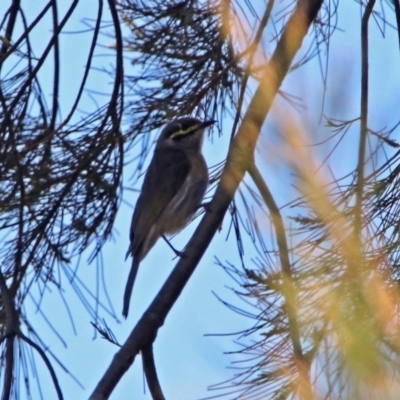 Caligavis chrysops (Yellow-faced Honeyeater) at Pine Island to Point Hut - 27 Oct 2019 by RodDeb