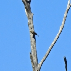 Caligavis chrysops at Greenway, ACT - 27 Oct 2019