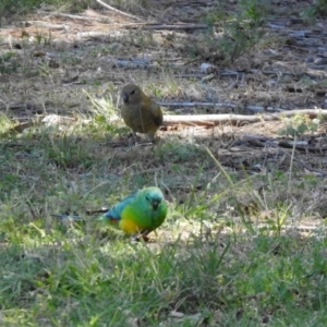 Psephotus haematonotus at Greenway, ACT - 27 Oct 2019