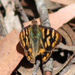 Argynnina cyrila (Forest brown, Cyril's brown) at Budawang, NSW - 27 Oct 2019 by LisaH