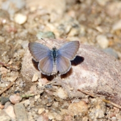 Zizina otis (Common Grass-Blue) at Pine Island to Point Hut - 26 Oct 2019 by RodDeb