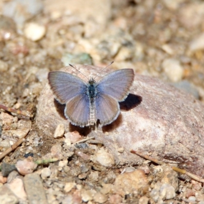 Zizina otis (Common Grass-Blue) at Pine Island to Point Hut - 26 Oct 2019 by RodDeb