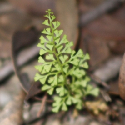 Lindsaea microphylla (Lacy Wedge-fern) at Budawang, NSW - 27 Oct 2019 by LisaH