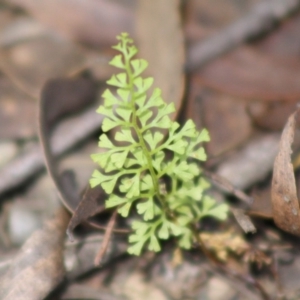 Lindsaea microphylla at Budawang, NSW - 27 Oct 2019