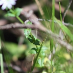 Stellaria flaccida at Budawang, NSW - 27 Oct 2019 04:23 PM