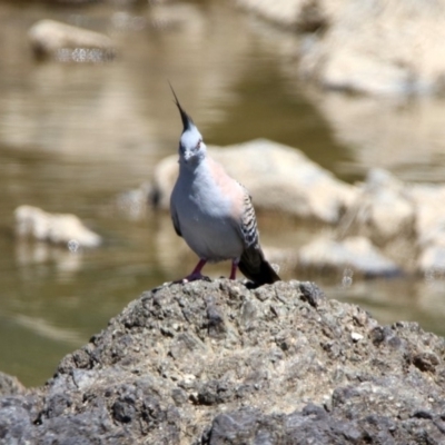 Ocyphaps lophotes (Crested Pigeon) at Pine Island to Point Hut - 27 Oct 2019 by RodDeb