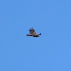 Aquila audax (Wedge-tailed Eagle) at Paddys River, ACT - 27 Oct 2019 by RodDeb