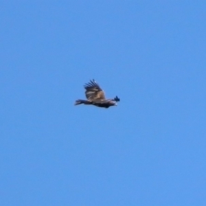 Aquila audax at Paddys River, ACT - 27 Oct 2019 12:32 PM