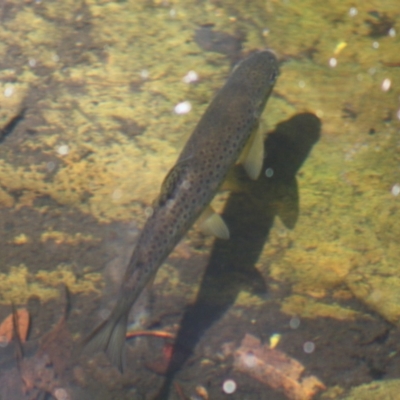 Salmo trutta (Brown Trout) at Budawang, NSW - 27 Oct 2019 by LisaH