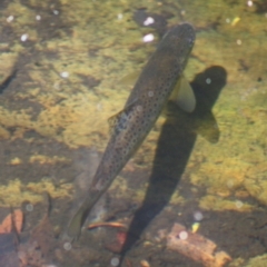 Salmo trutta at Budawang, NSW - 27 Oct 2019