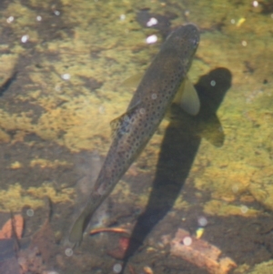 Salmo trutta at Budawang, NSW - 27 Oct 2019 03:16 PM