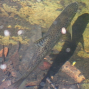 Salmo trutta at Budawang, NSW - 27 Oct 2019 03:16 PM